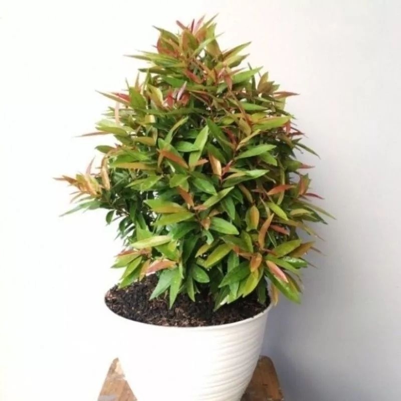 ( TERMURAH) Tanaman Hias Pucuk Merah  // Pohon Pucuk Merah // Tanaman Hias Hidup Pucuk Merah