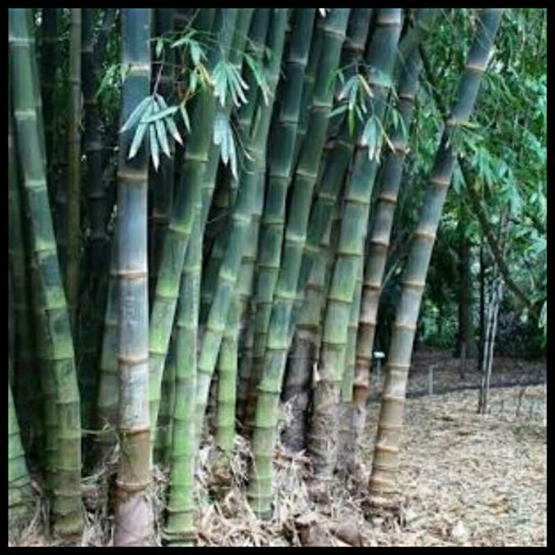 Bibit stek bambu petuk bambu petung besar bambu rebung di produksi raja bibit KEBUN INDFAH