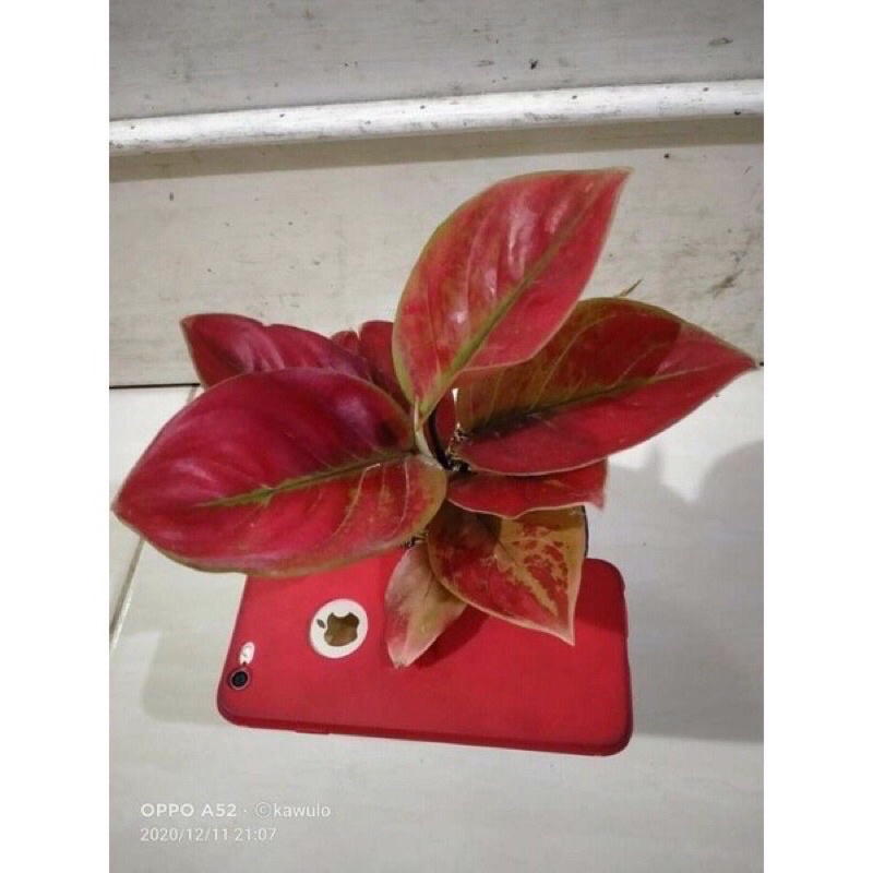 PROMO bibit anakan aglonema beby ayunindi daun 1/2