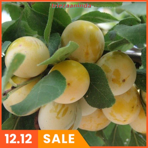 Pupuk Organik Pelebat Buah Duku, Booster Duku Cepat Berbuah Lebat