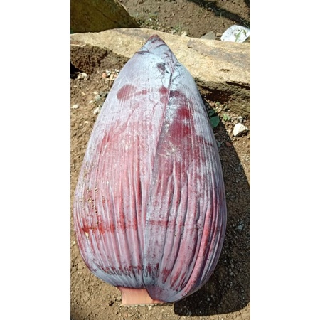 

promo jantung pisang 1kg segar