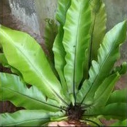 Kadaka Tempel kadaka hutan kadaka pohon
