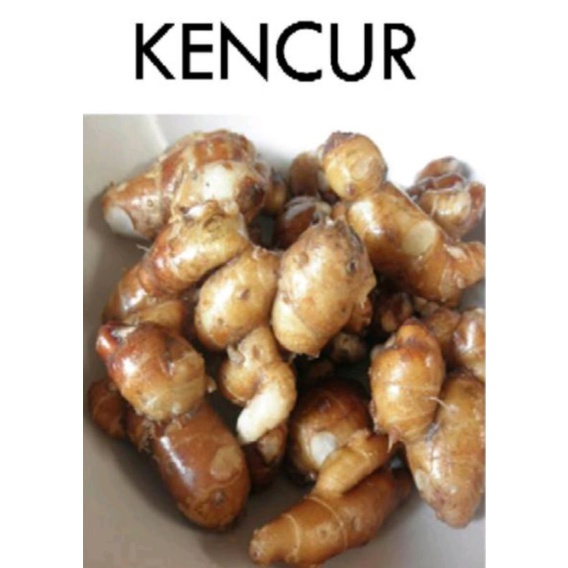 

Kencur 100g TS