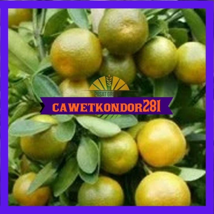 bibit jeruk keprok siam pontianak