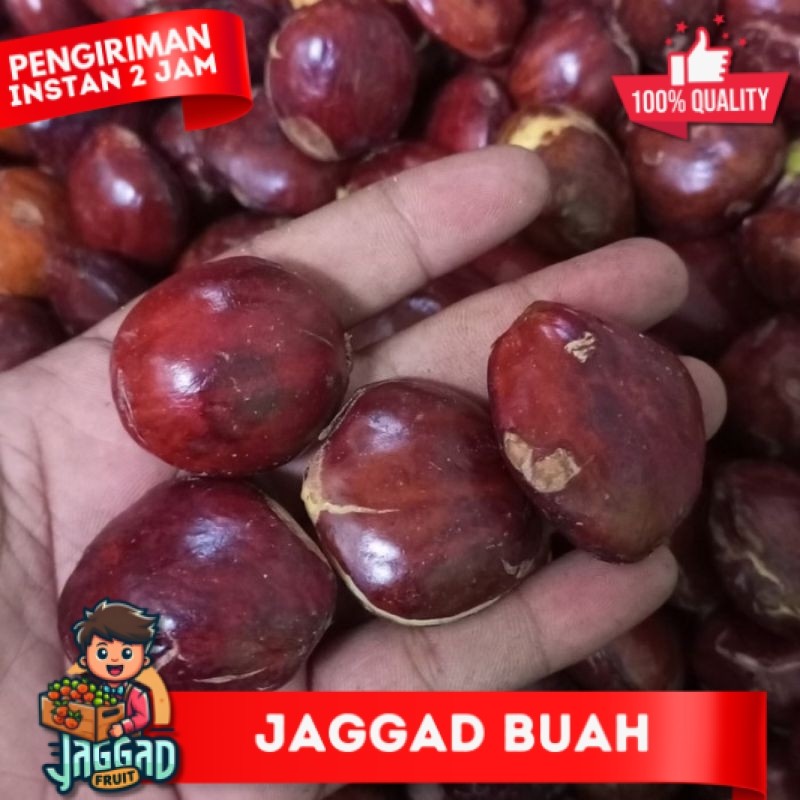 

Jengkol Tua Fresh Murah meriah 1kg JAGGA FRUIT