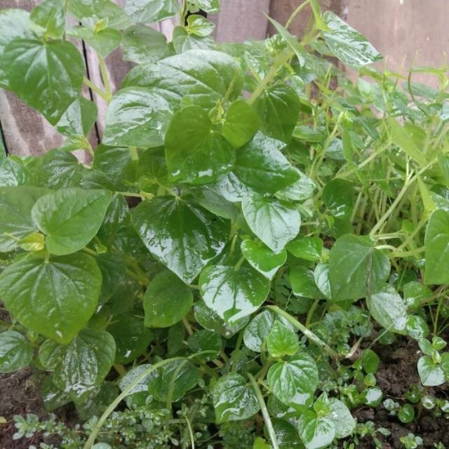 

Daun sirih cina atau ketumpang air segar 100gram