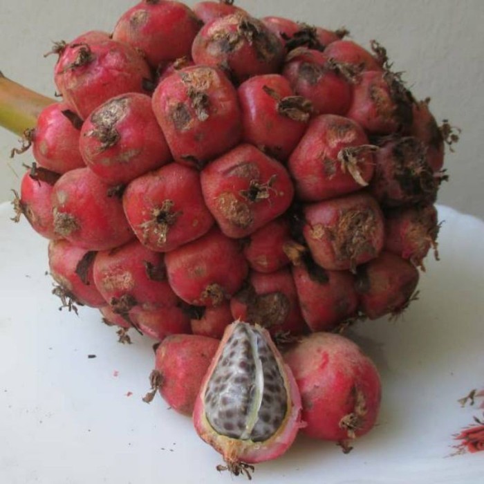 

Buah honje Segar Buah Kecombrang Langsung Petik per hulu