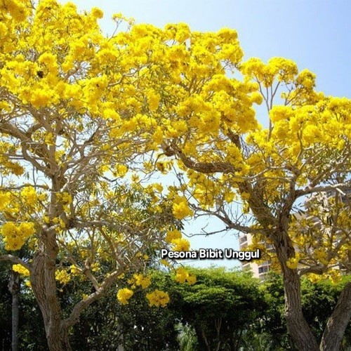Bibit Bunga Tabebuya Kuning / Pohon Tabebuya Kuning 80cm-1meter