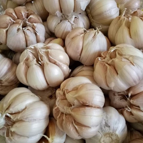 

Bawang Putih Honan Fresh 1kg//bawang putih alami//bumbu masak