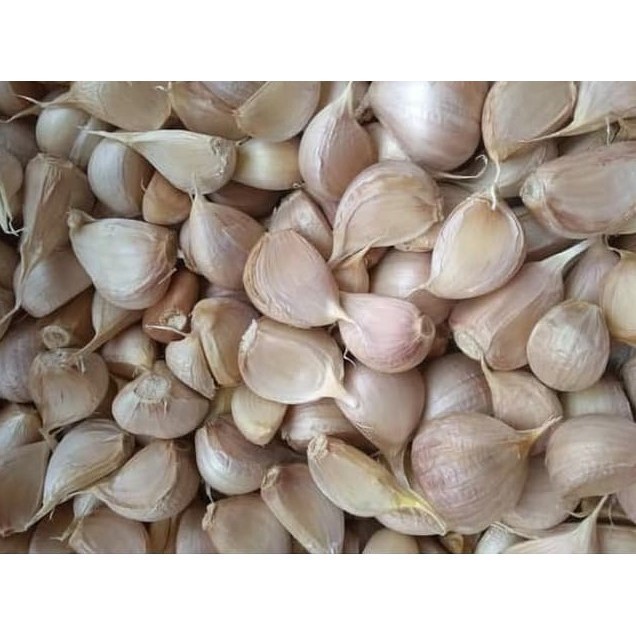 

Bawang Putih Kating Bersih BUMBU masakan500g