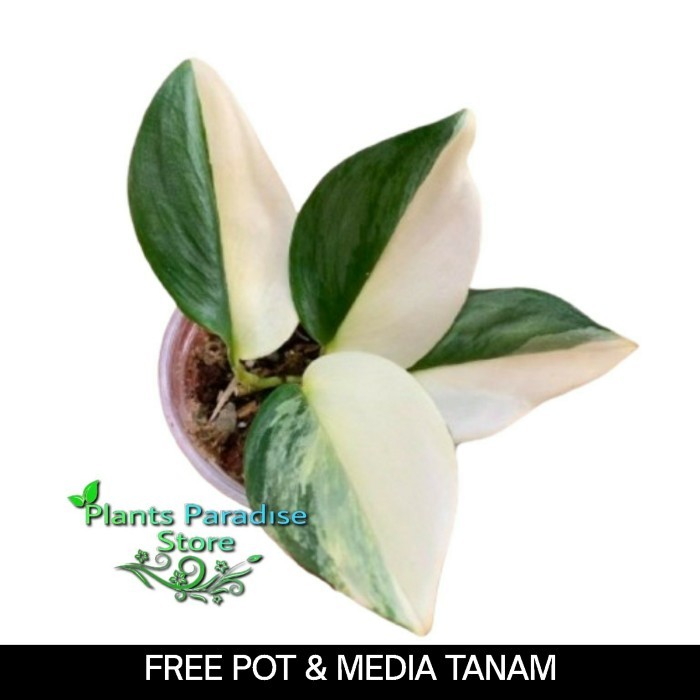 Scindapsus rubicon variegata - tanaman scindpasus  rubicon pot - tanaman hias koleksi