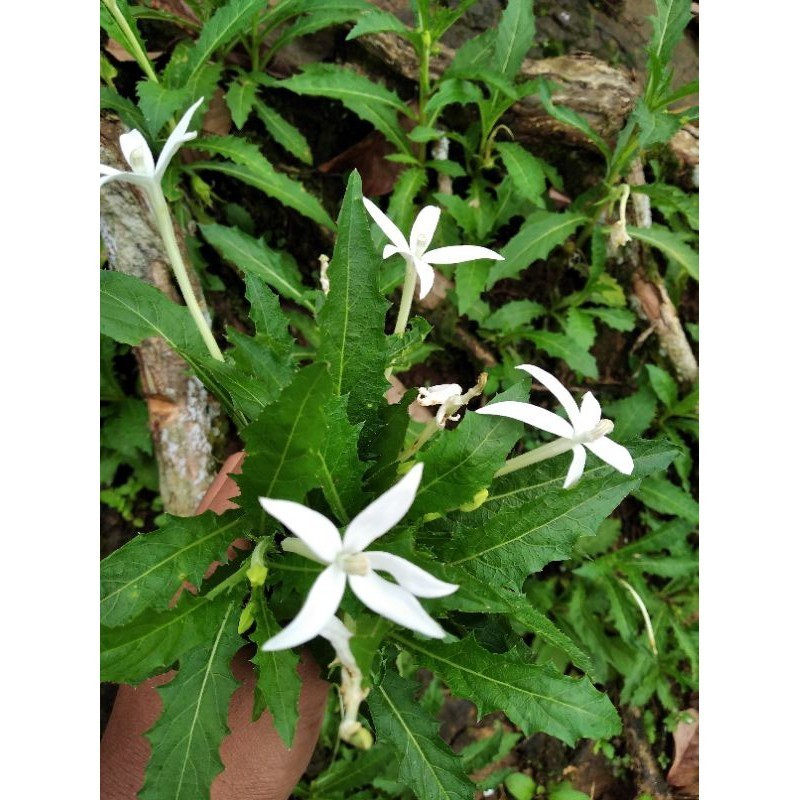 

New Promo daun kitolod segar 100gram murah obat mata COD Premium