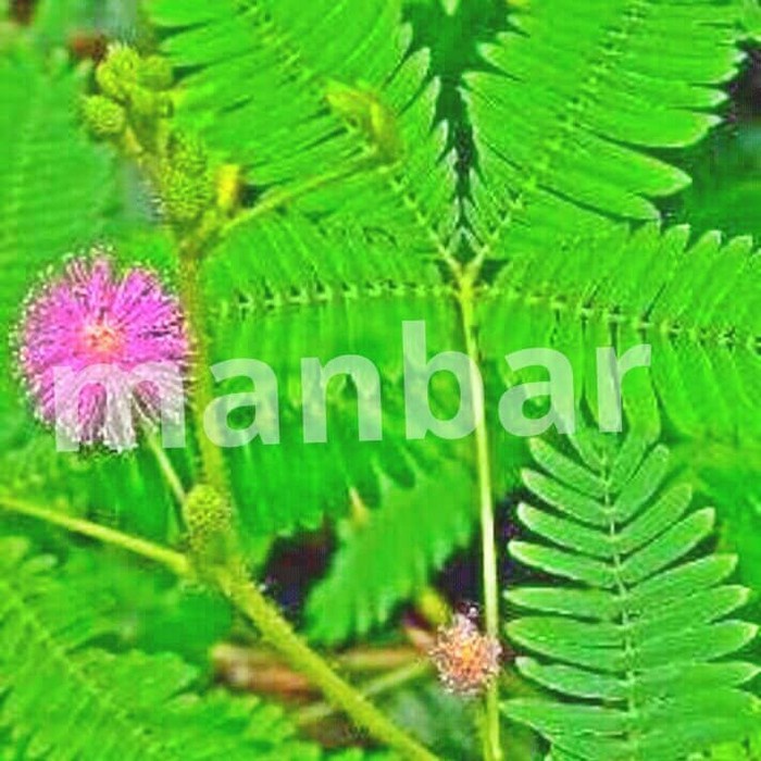 jual tanaman putri malu bibit tanaman putri malu