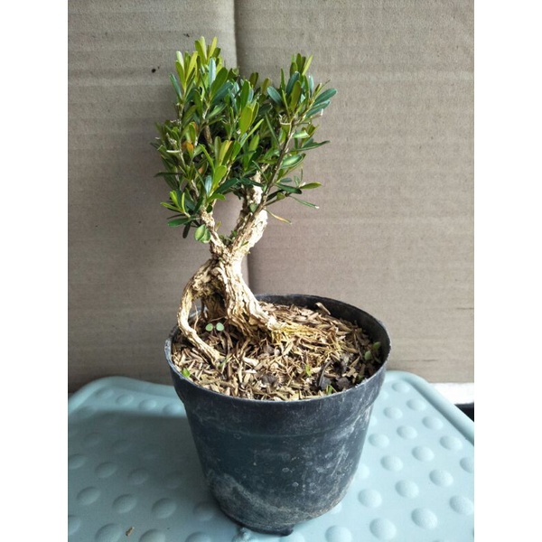 tanaman bonsai mini boxsus (Buxus sempervirens) boksus pohon kecil tua - palntstara