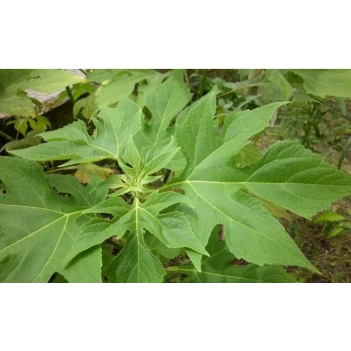

Baru Daun insulin segar 500gram obat herbal COD
