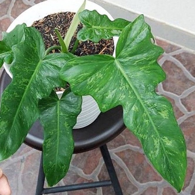 >( BISA COD ) Tanaman Hias Philo Dragon Variegata / Tanaman Hidup Philodendroon Dragon Variegata / B