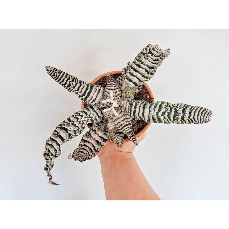 ( TERMURAH)Tanaman Hias Bromelia Cryptantus Tokek Hiasan Indoor Outdoor - Tanaman Hias Hidup Bromeli