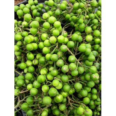 

buah takokak 500 gr co ,