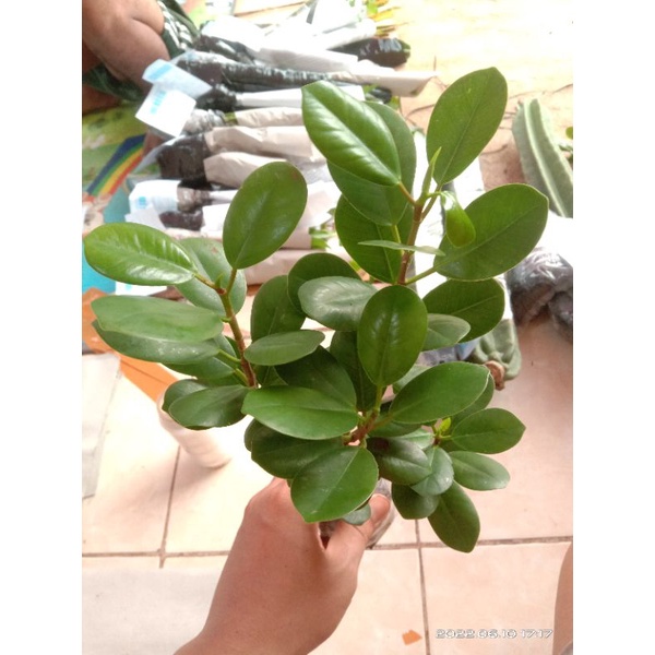 >( BISA COD ) PROMO Tanaman Hias Beringin Korea Bahan Bonsai / Tanaman Hidup Bringin Korea Bonsai Be