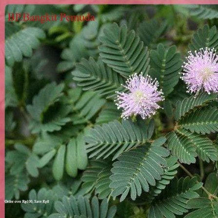 

PROMO DAUN PUTRI MALU OBAT HERBAL ALAMI BERAT 500 GRAM