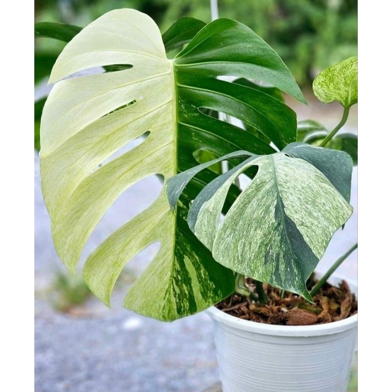 monstera mint varigata | monstera kolesian