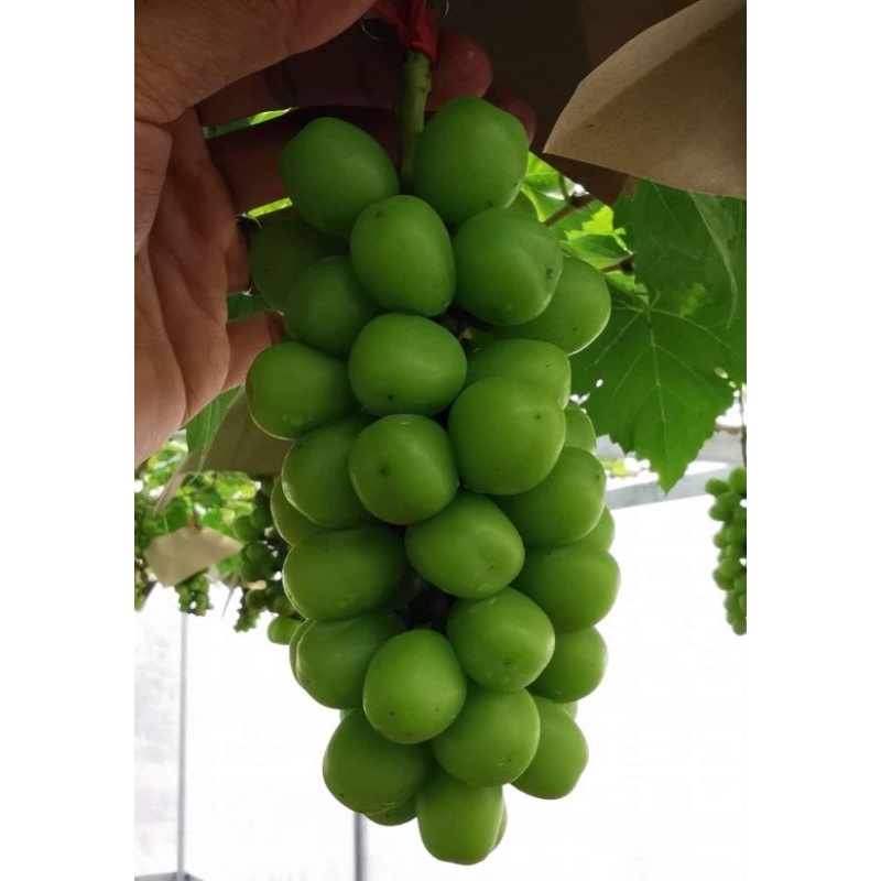 anggur import new shine muscat VALID