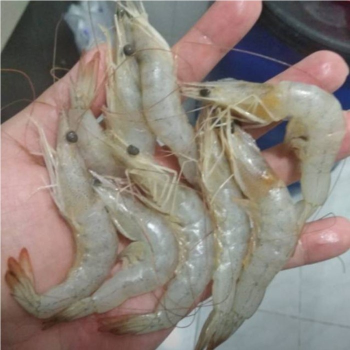 

Udang Vaname / Peci Segar size Kasar1
