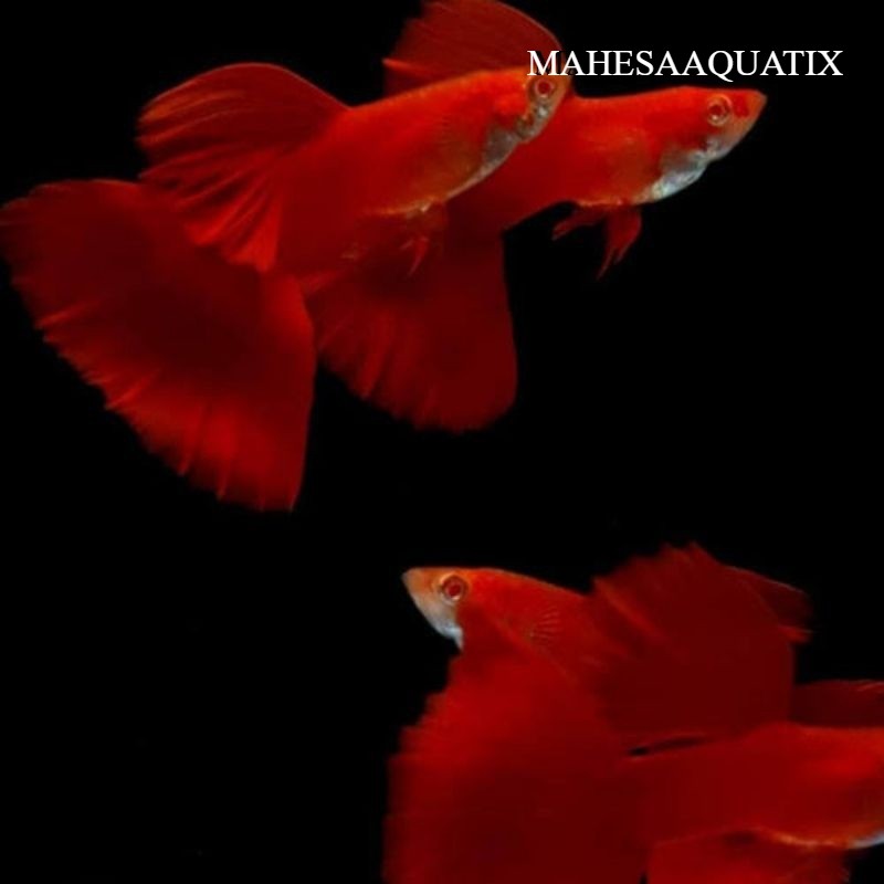 Hiasan aquarium ikan Guppy afr sepasang