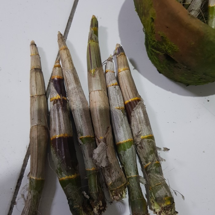 Murah Anggrek Batang Dendrobium