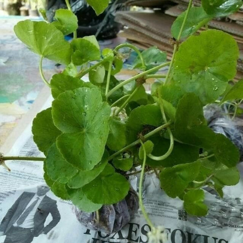 Tanaman Herbal Antanan / Daun Pegagan