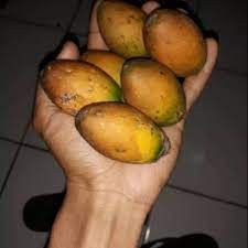 

BUAH JAMBE TUA ORIGINAL | BUAH PINANG TUA KUNING UTUH 1kg #terlaris