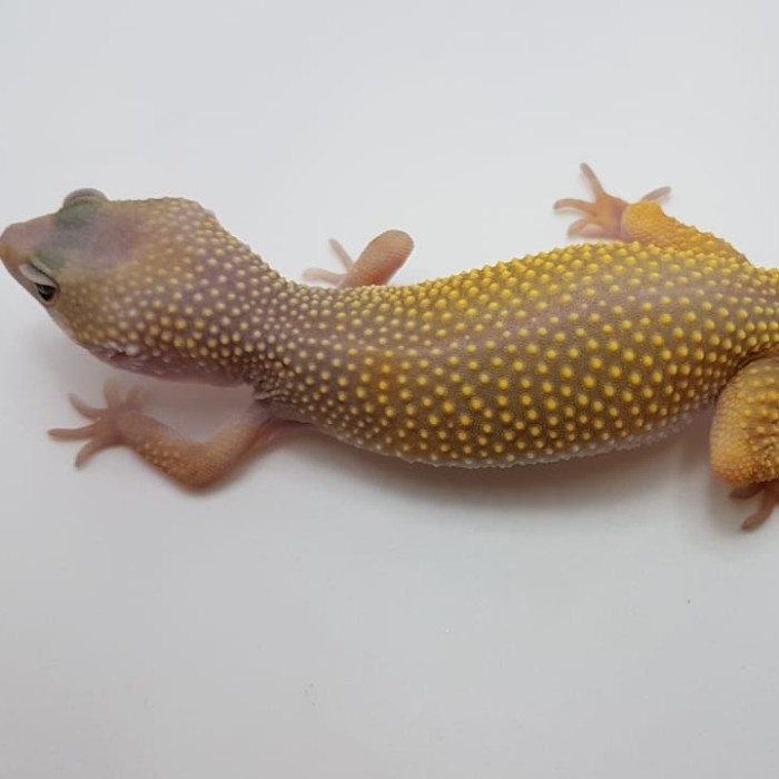 leopard gecko pilih sendiri edisi Blizzard - blizzard