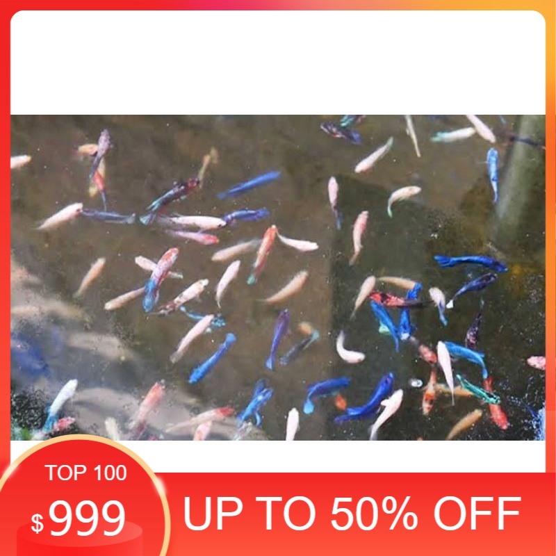 hiasan aquarium Anakan Ikan Cupang Halfmoon Big Ear Crown Tail