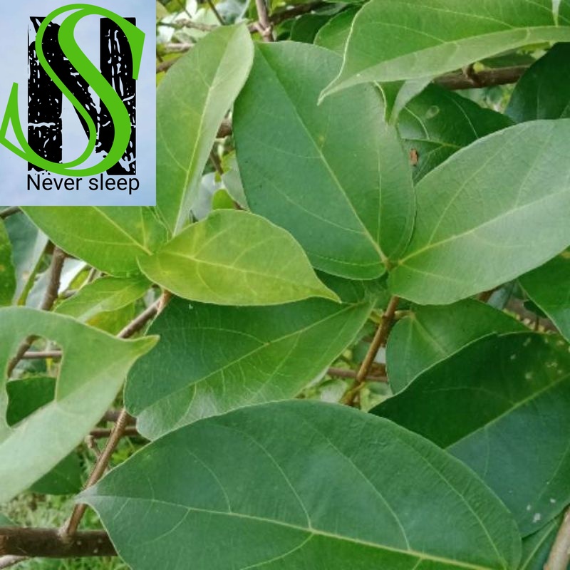

Daun Cincau daun Kipanas 250 gram