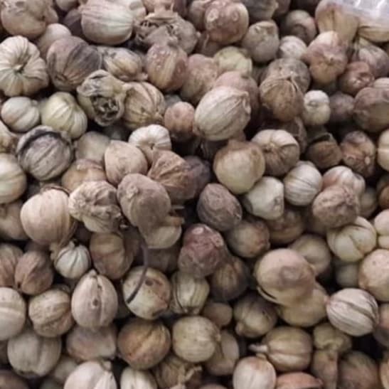 

Kapulaga / Jamu Herbal Alami / Obat Herbal Ampuh (500gr)