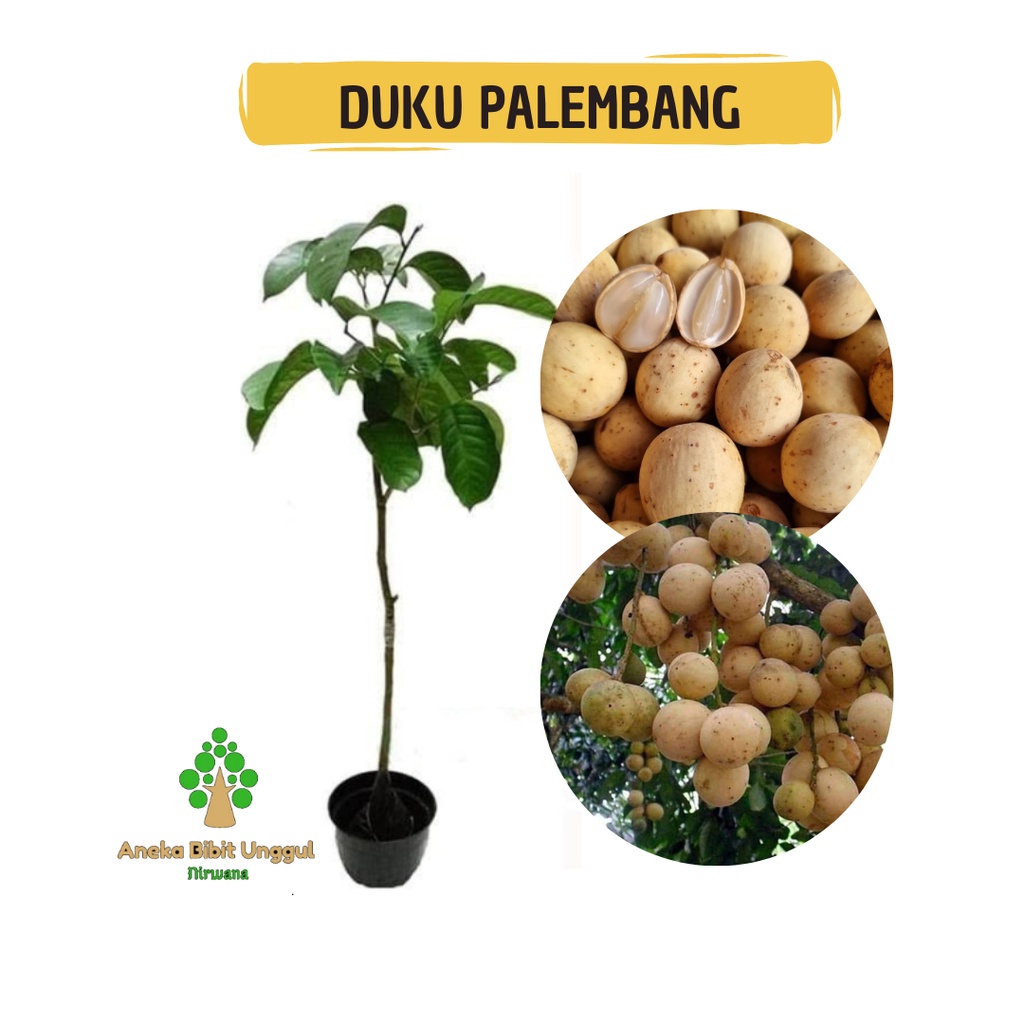 BIBIT DUKU PALEMBANG SUPER - BIBIT DUKU PALEMBANG - BIBIT DUKU OKULASI