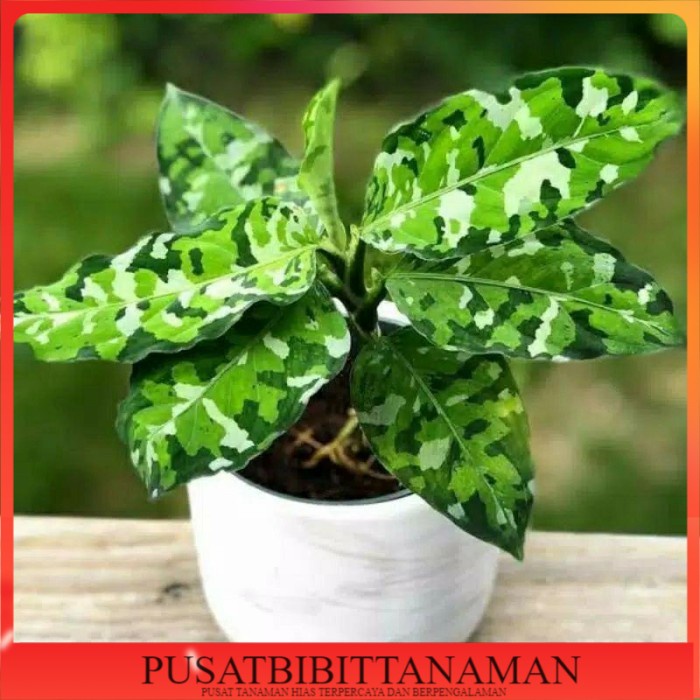 Bonggol Aglonema pictum tricolor