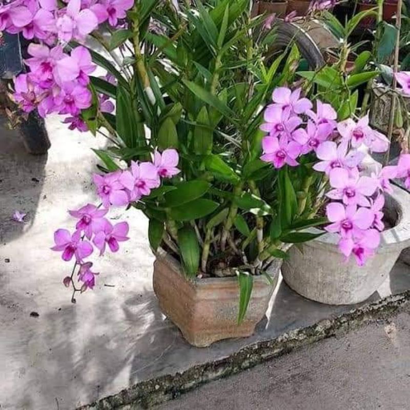 Anggrek dendrobium  larat dewasa