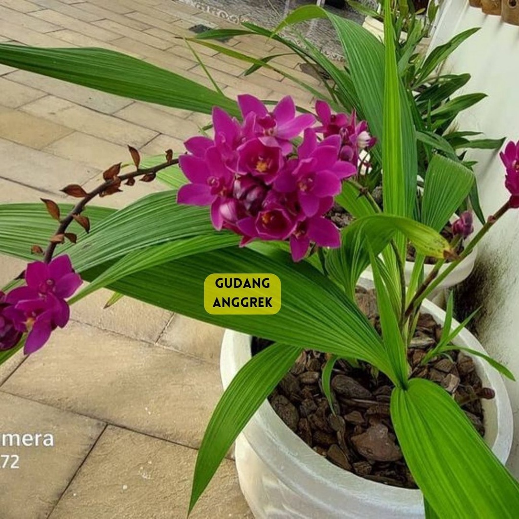 anggrek tanah spatoglotis berbunga wangi
