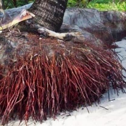 Akar pohon kelapa 1kg