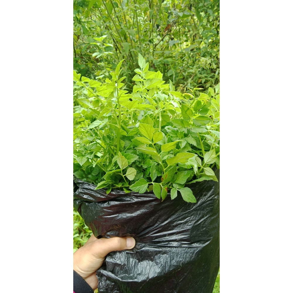 Tespong/sladren lalapan tespong segar 500 gram daun tespong