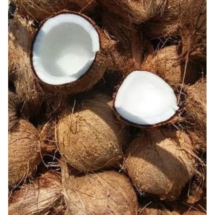 

kelapa tua kelapa untuk santan sudah di kupas tanpa sabut