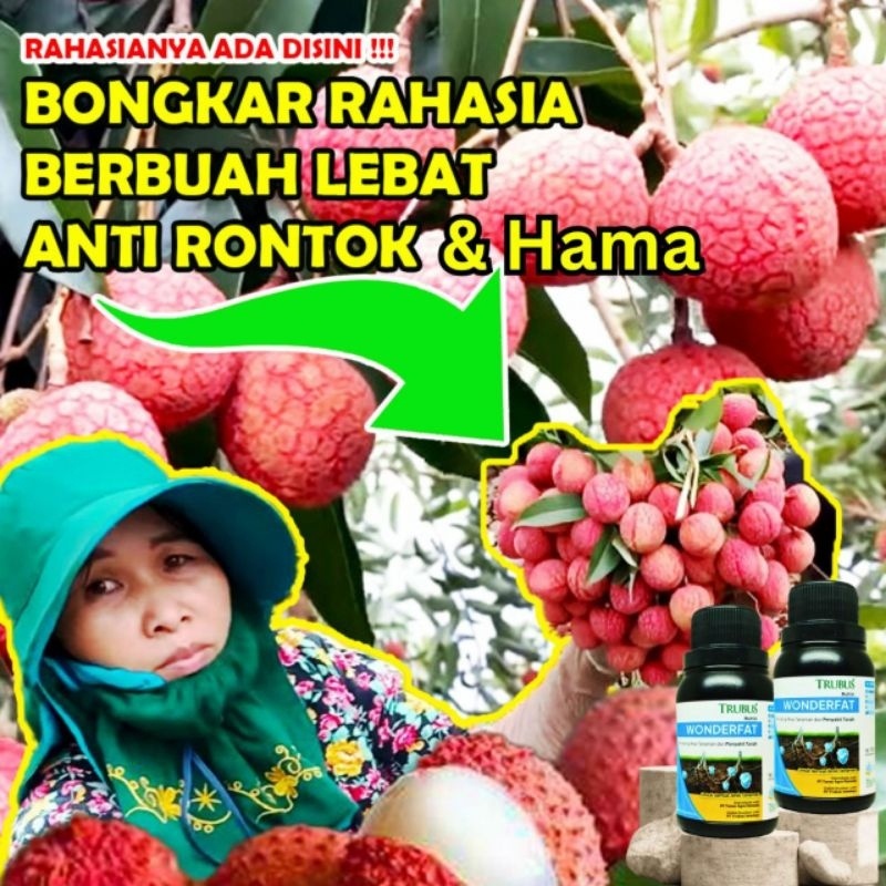 pupuk perangsang buah power v grow