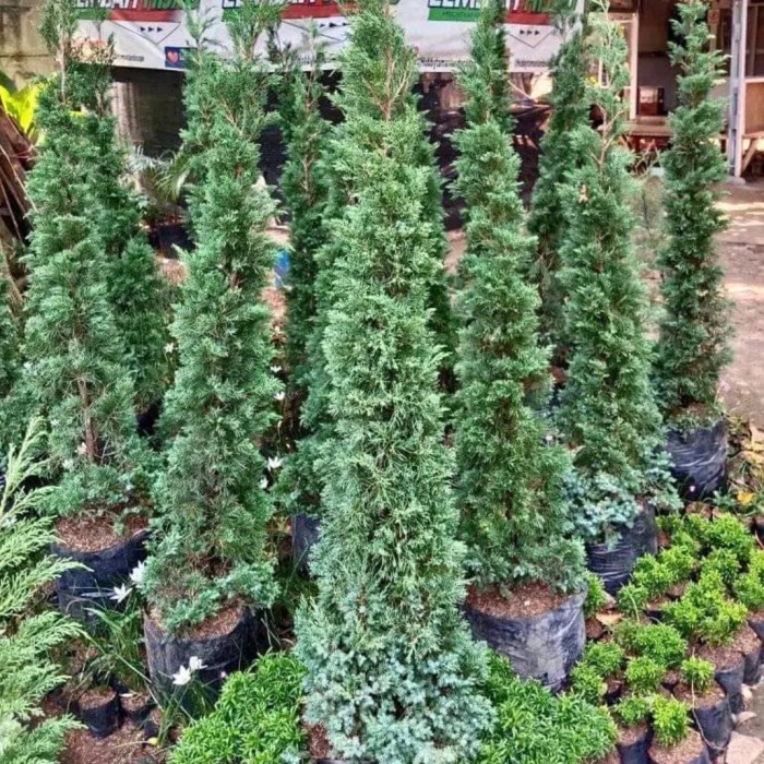 Tanaman hias Cemara lilin 2 meter_cemara natal .....