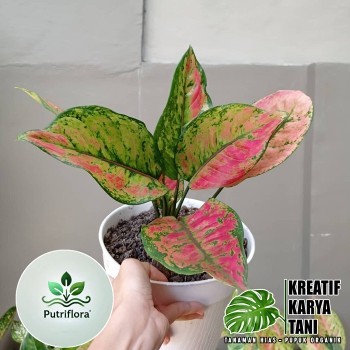 ( GRATIS ONGKIR ) Tanaman aglonema hengheng - Aglaonema heng heng