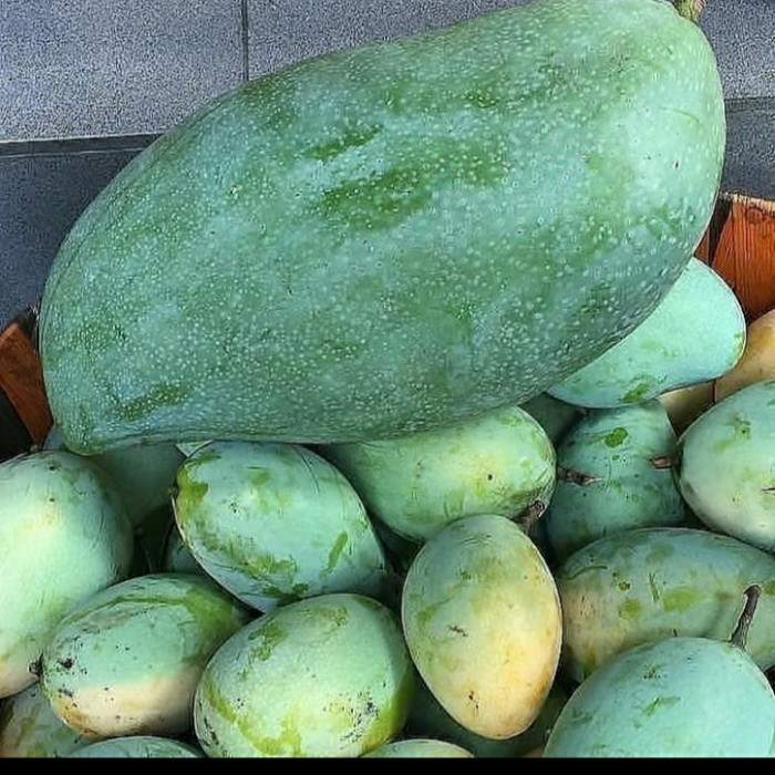 BIBIT TANAMAN BUAH MANGGA MAHATIR JUMBO