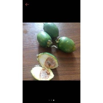 

Promo Buah pinang jambe muda 1 kg buah pinang muda segar COD