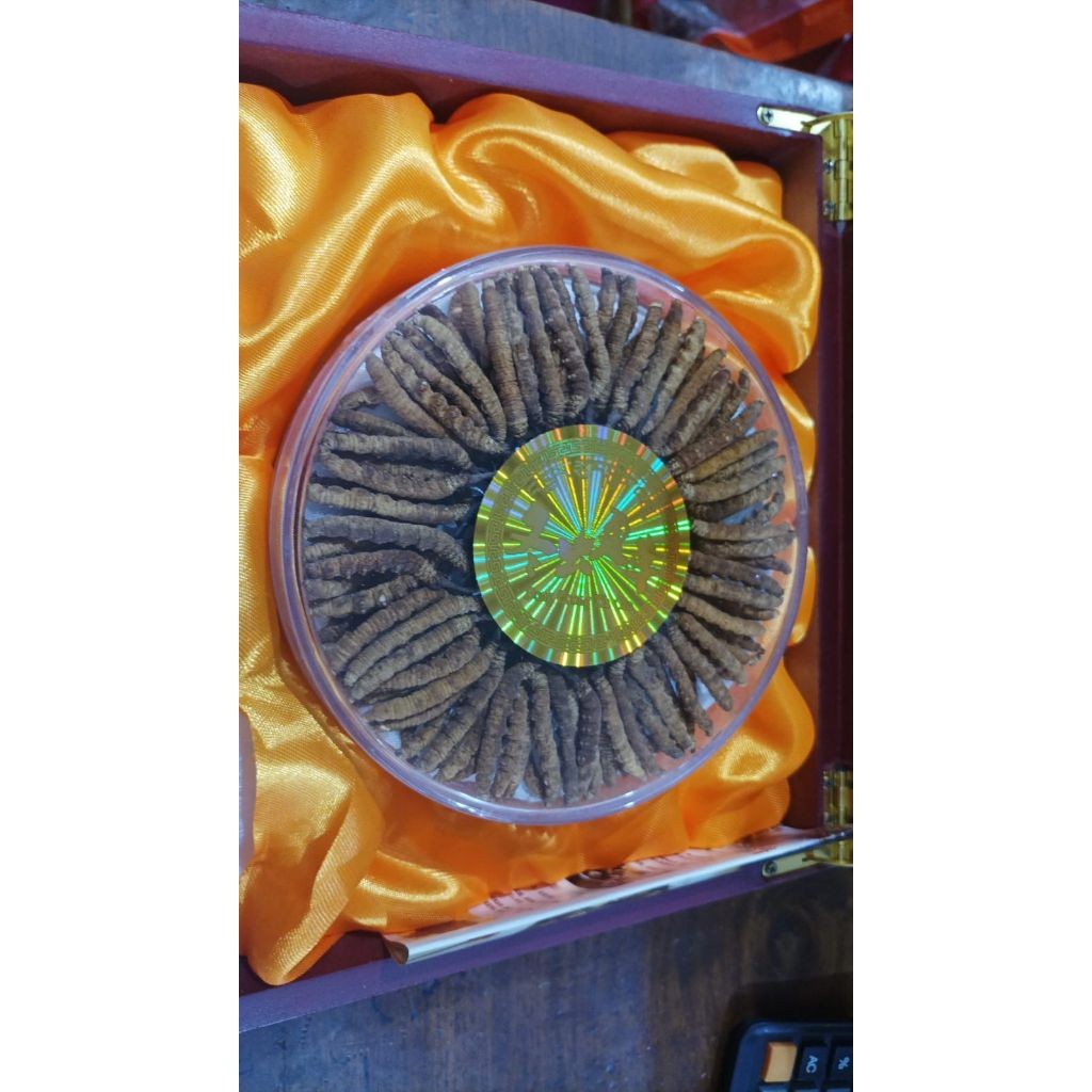 

CORDYCEPS SINESIS 33gram Grade B "Original Dong Chong Xia Cao" Original Resmi