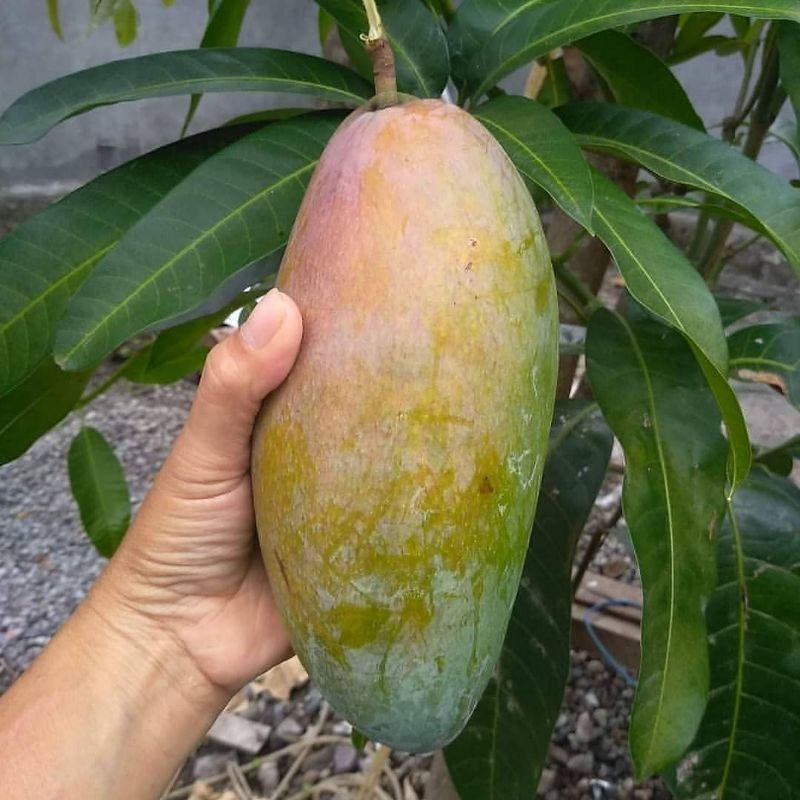 Bibit mangga kiojay sudah berbunga 1meter up asli valid