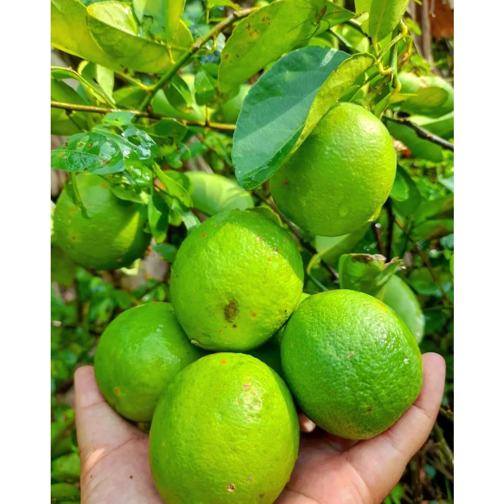 Tanaman Bibit  Buah JERUK NIPIS / Jeruk Pecel Cangkok Cepat Berbuah